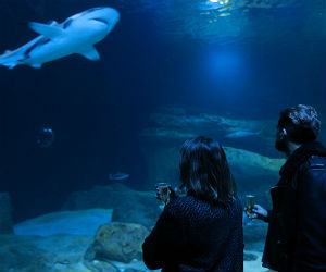 nights-aquarium-de-paris-visite-nocturne-champagne nights-aquarium-de-paris-visite-nocturne-champagne