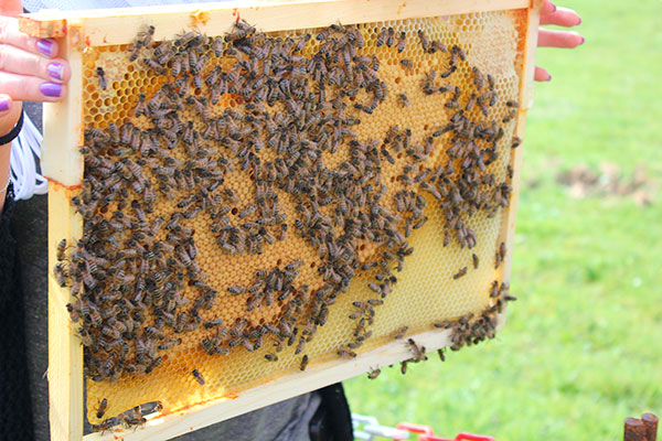 EN-Semaine-du-développement-durable-2014---Aérodrome-de-Toussus-Le-Noble
