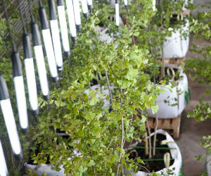 exposition-the-bulk-garden-cite-medium exposition-the-bulk-garden-cite-medium